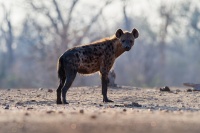 Hyena skvrnita - Crocuta crocuta - Spotted Hyena o8262
